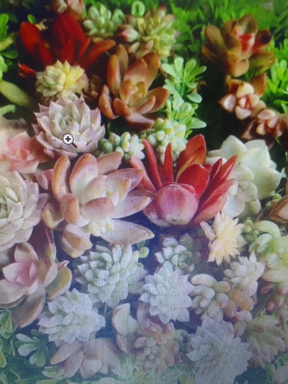 Best deal for many gorgeous collections